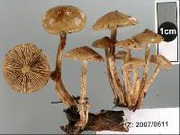 Pholiota subflammans image