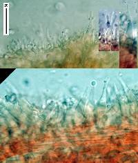 Mycena ura image