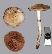 Stropharia caerulea image