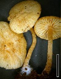 Tubaria perstriata image