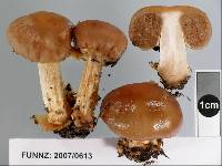 Cortinarius epiphaeus image