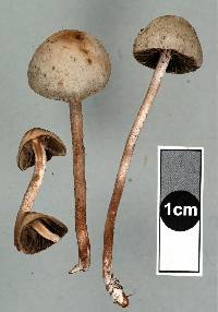 Panaeolus olivaceus image