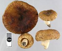 Russula novae-zelandiae image