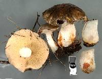 Suillus subacerbus image