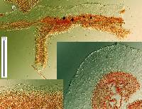 Collopus subviscosus image