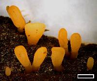 Dacrymyces flabelliformis image