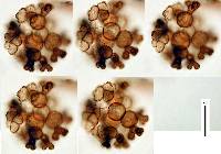 Phaeocandelabrum joseiturriagae image