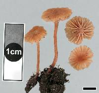 Laccaria tetraspora image