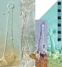 Rickenella fibula image