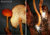 Omphalina wellingtonensis image