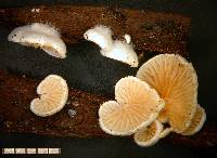 Crepidotus gilvidus image