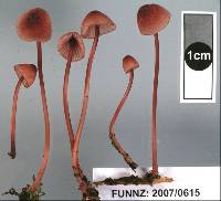 Mycena mariae image