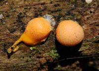 Lycogala epidendrum image