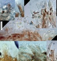 Pluteus paradoxus image