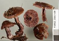 Cortinarius australis image