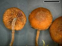 Tubaria perstriata image