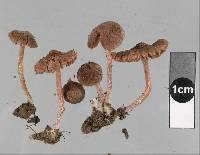 Inocybe serratoides image