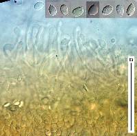 Gliophorus chromolimoneus image