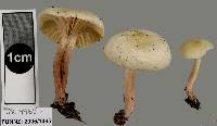 Hygrophorus salmonipes image