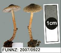 Lepiota calcarata image