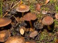 Psathyrella echinata image
