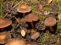 Psathyrella echinata image