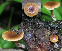 Image of Galerina nana