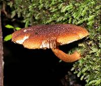 Gymnopilus ferruginosus image