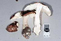 Leucoagaricus rubrotinctus image