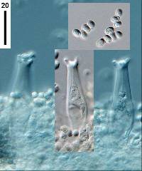 Pluteus microspermus image