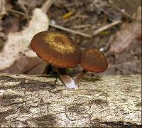 Simocybe phlebophora image