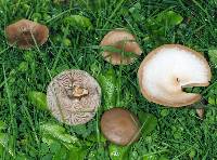 Clitocybe paraditopa image