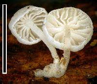 Hemimycena candida image