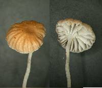 Mycena helminthobasis image