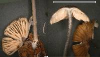 Entoloma duplocoloratum image