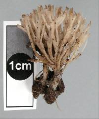 Tremellodendropsis flagelliformis image