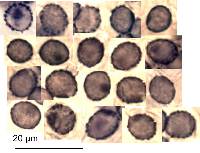 Russula pilocystidiata image