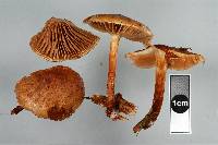 Pholiota multicingulata image