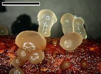 Dacrymyces tortus image