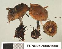 Psilocybe makarorae image