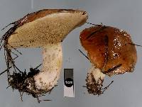 Suillus subacerbus image