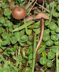 Mycena sanguinolenta image