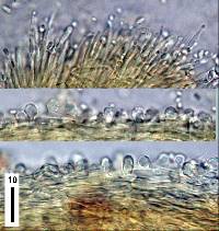 Polycephalomyces tomentosus image