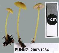 Entoloma sulphureum image