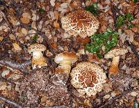 Cortinarius castoreus image