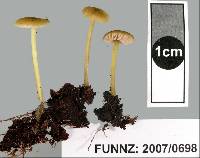 Entoloma sulphureum image