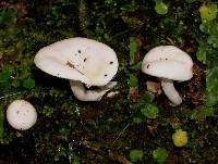 Hygrophorus involutus image