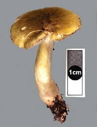 Tricholoma viridiolivaceum image