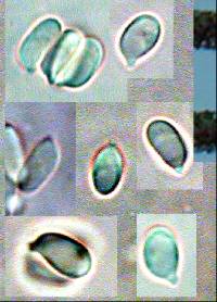 Rickenella fibula image
