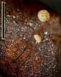 Gloiocephala xanthocephala image